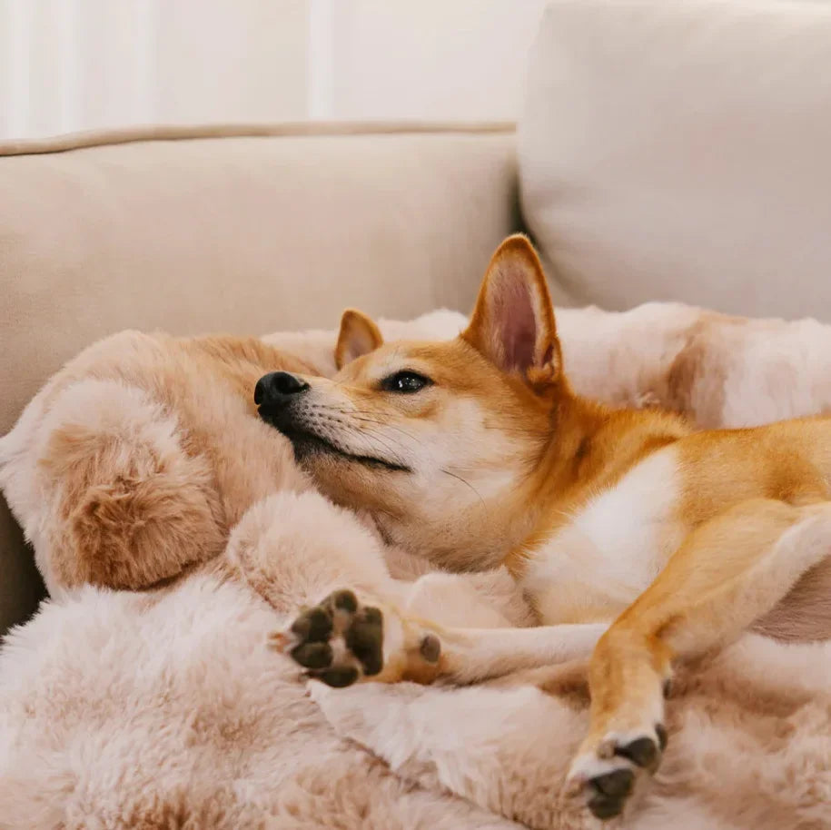 Fluffy Plush Pet Dog Bed Sofa For Large Dogs House Mat Kennel Winter Warm Cat Bed Pad Washable Dog Cushion Blanket Sofa Cover